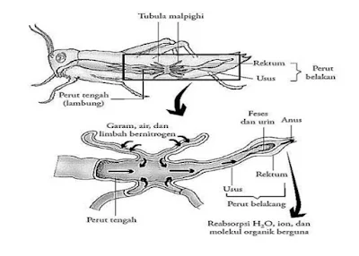 osmoregulasi hewan