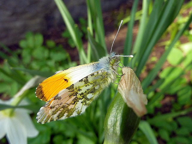 Anthocharis cardamines, Aurorafalter