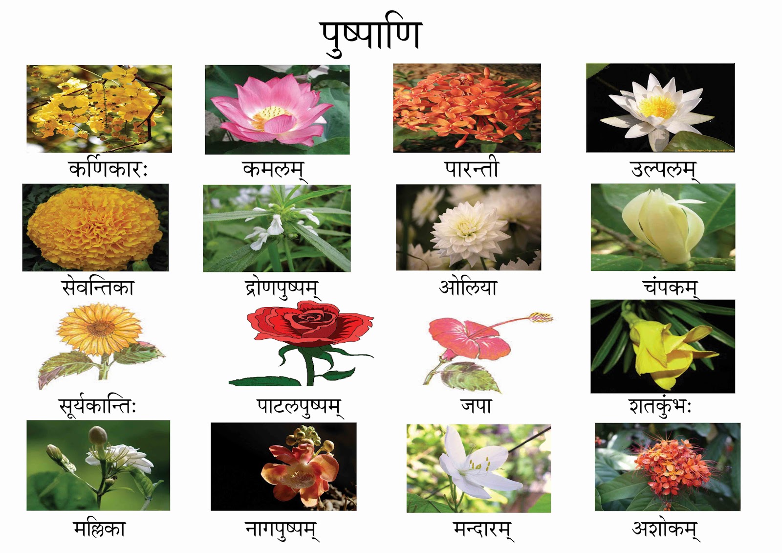 15 Flowers Name And Images In Hindi Top Collection Of Different Types Of Flowers In The Images Hd