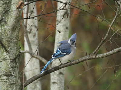 [最も人気のある！] blue jay feathers brown 244189