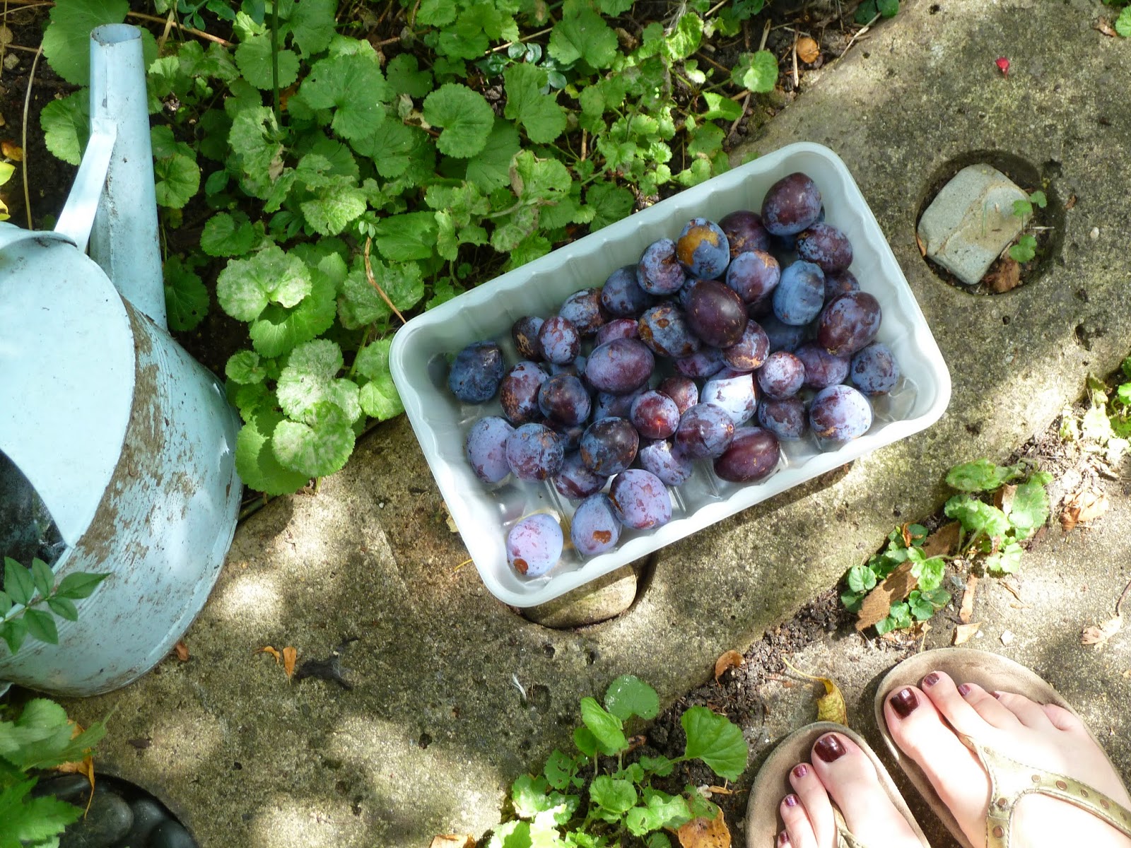 Gathering plums