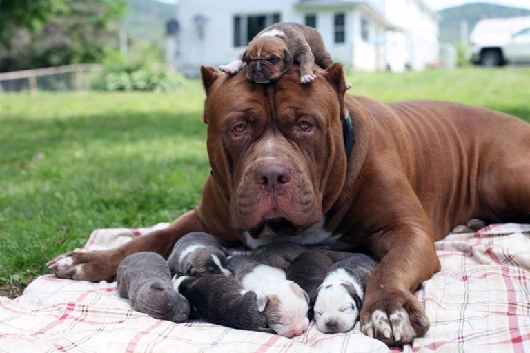 dog and mom matching