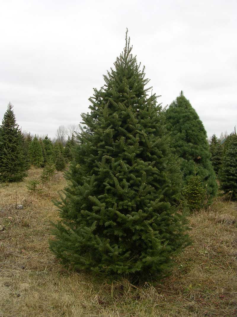real christmas trees