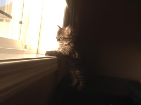 kitten on window, funny cat pictures, funny cats