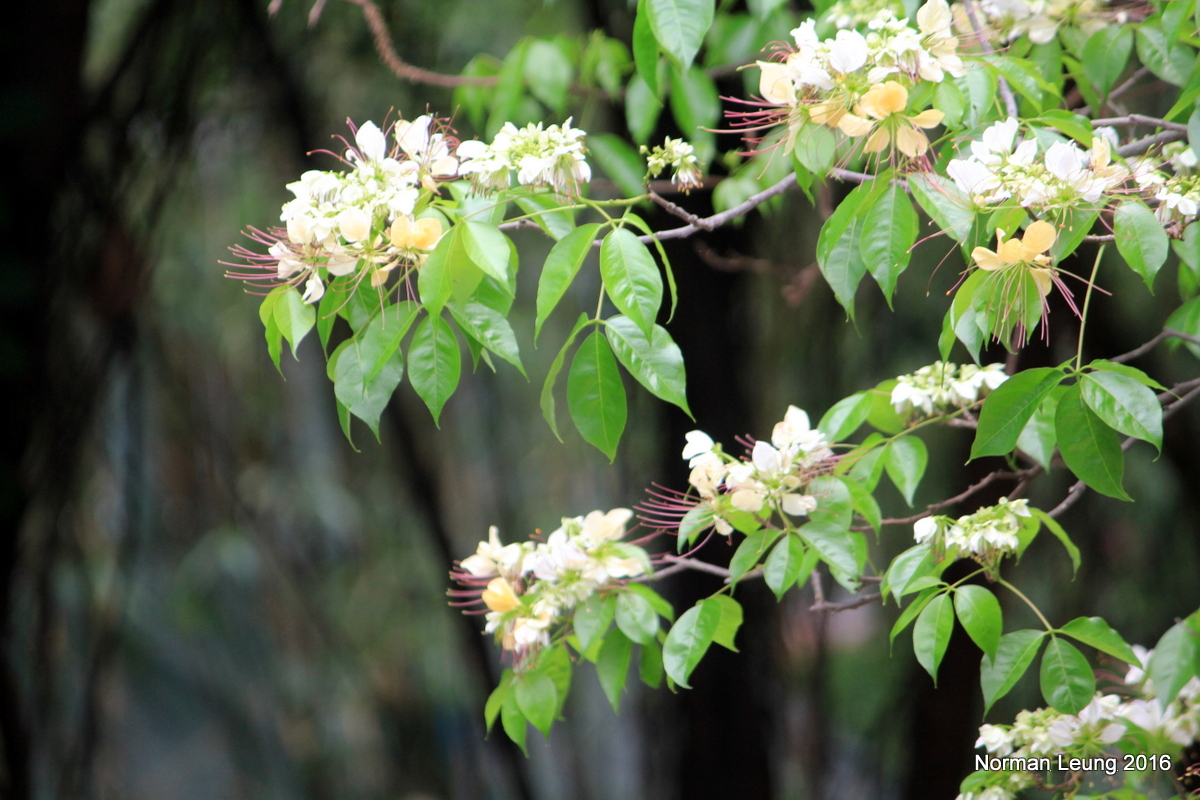 四月之花 樹頭菜 魚木 Crateva Unilocularis