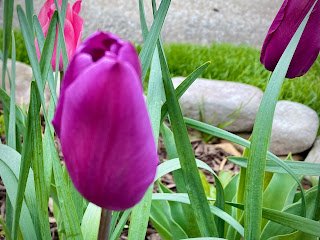 hot pink tulips photo by mbgphoto