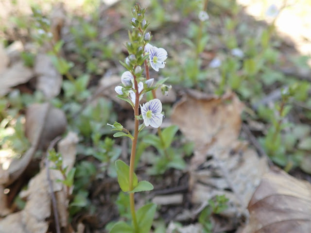 Veronica serpyllifolia