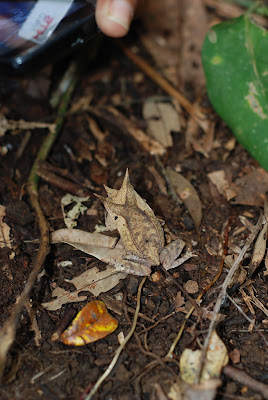 Katak Bertanduk