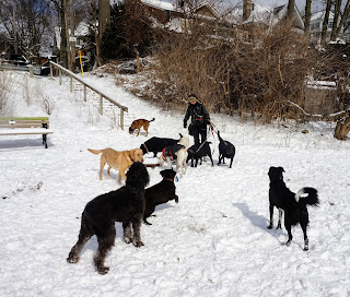 Regardless of the weather, you'll find plenty of dogs to play with off leash on the Toronto Beach.