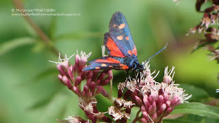 Zygaena (Zygaena) ephialtes peucedani DSC93388