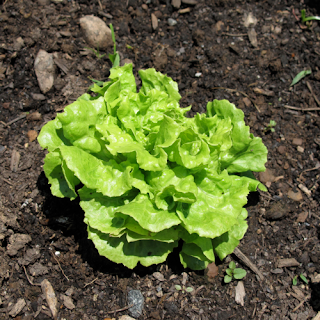 tom thumb butterleaf lettuce