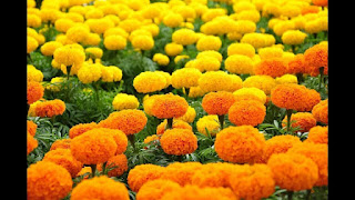 Hoa vạn thọ với đa dạng màu sắc