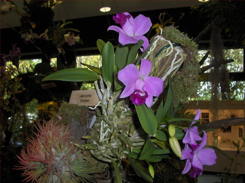 Laelia pumila, orchidea specie botanica, su zattera con fiori adulti
