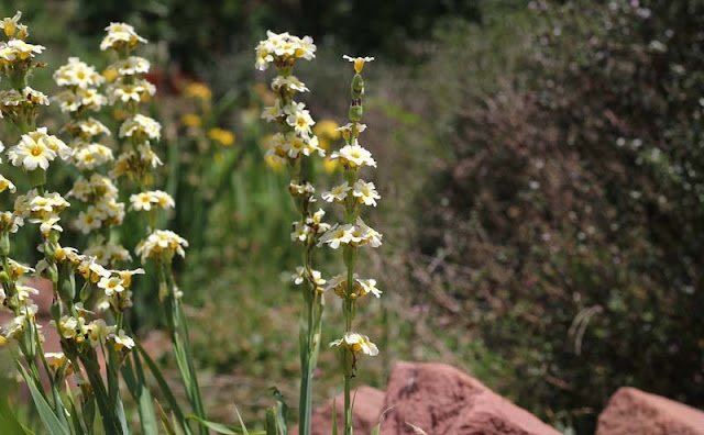 Sisyrinchium Striatum Flowers Pictures