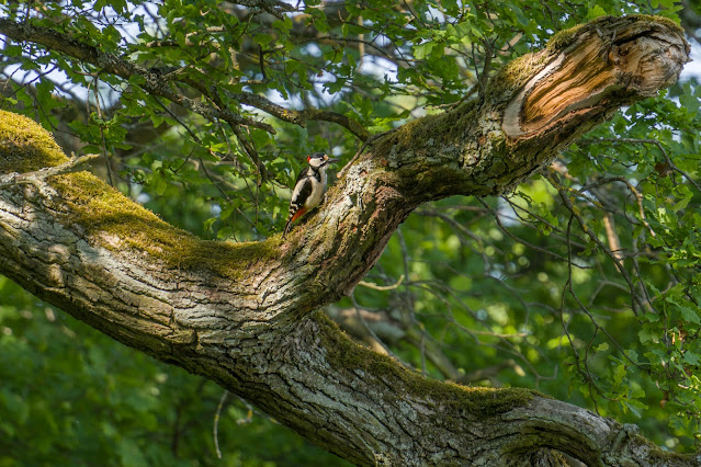 Wald- und Wiesenstorchenweg an der Queich Wandern Südliche Weinstraße Offenbach 03