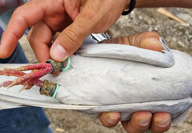Drugs dealers in south Cyprus now drug pigeons to transport drugs