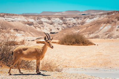 Ibex in Sde Boker (Credit: Avi Theret/Unsplash)