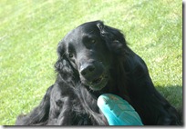 dog 014