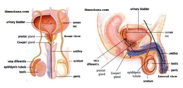  the system does not work until they have been a teenager Reproductive System Human Body