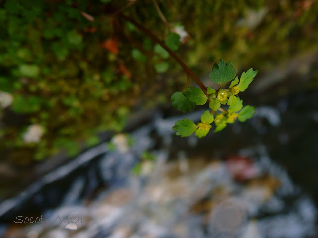 Chrysosplenium flagelliferum