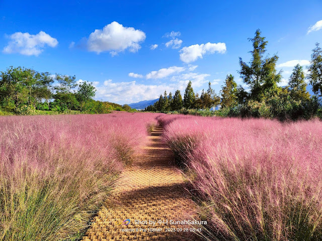 Pampas Grass dan Pink Muhly Grass di Daejeo Ecological Park, Busan