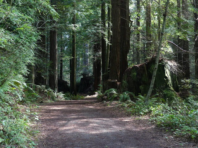 very massive stumps