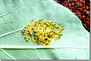 Allevamento farfalle