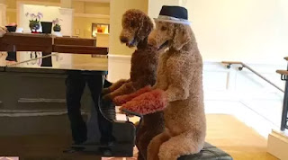 Anjing Jenius, Bisa Memasak dan Bermain Piano