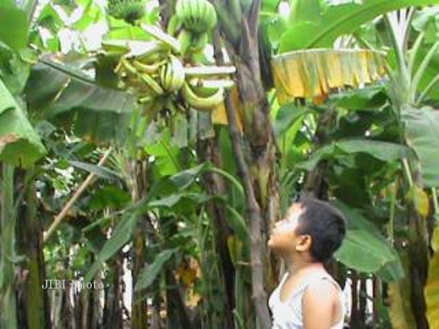 Foto Gambar  Pohon Buah  Pisang Unik Aku Buah  Sehat