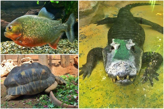 Pez, tortuga y cocodrilo en el zoológico Bioparco dentro del parque Villa Borghese de Roma