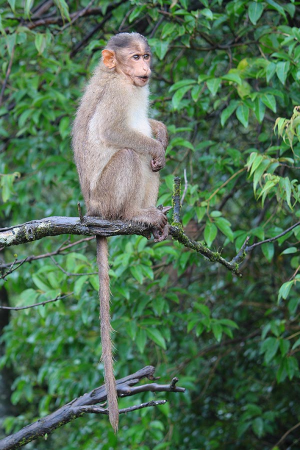 Macaque Monkey of Thoseghar Waterfall