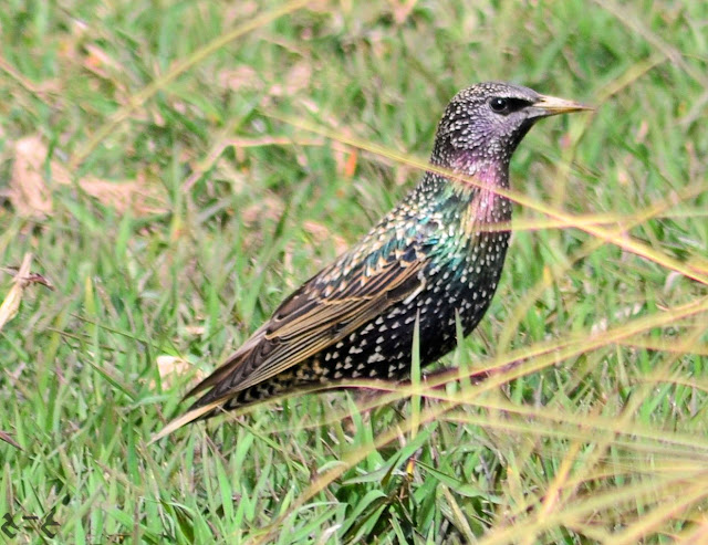 European starling (Sturnus vulgaris), also known as the common starling