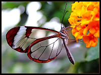  Esta é uma borboleta tóxica que, assim como sua lagarta, o adulto vai buscar a sua toxidade ao néctar de certas flores que possuem determinada toxina. Dessa forma ela mantém-se desinteressante para os possíveis predadores, e essa toxina é usada ainda pelos machos para atrair as fêmeas. 