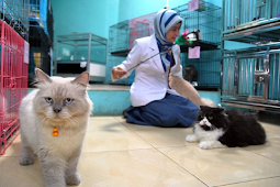 Usaha Penitipan Kucing Bikin Keluar Dari PNS