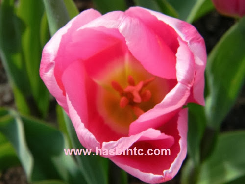 Arti Bunga Tulip