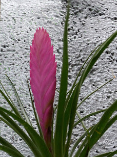 Tillandsia cyanea - Tillandsie raquette - Tillandsie bleue - Tillandsia raquette - Tillandsia bleu