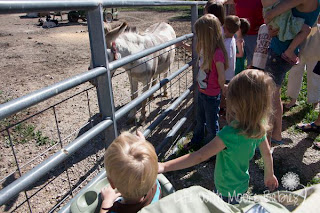 farm donkey