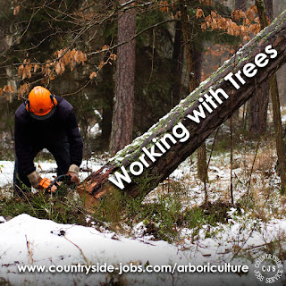 A person in an orange hard hat cutting down a tree with a chainsaw, The treen is leaning. Text reads: Working with Trees