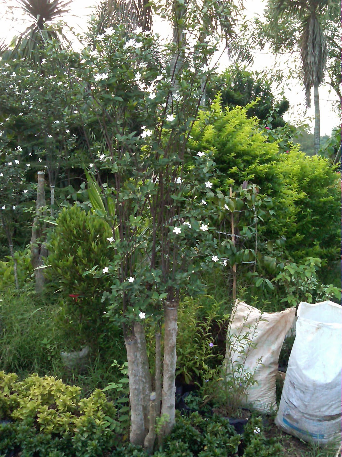 Tanaman Pohon Bonsai Bunga Melati Jasmine - Pusat Tanaman Hias