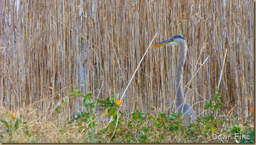 Mattamuskeet NWR_009