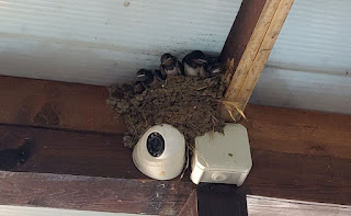 Baby birds in their nest