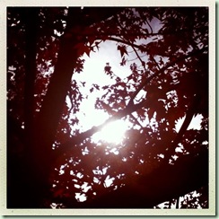 Fall2012_2