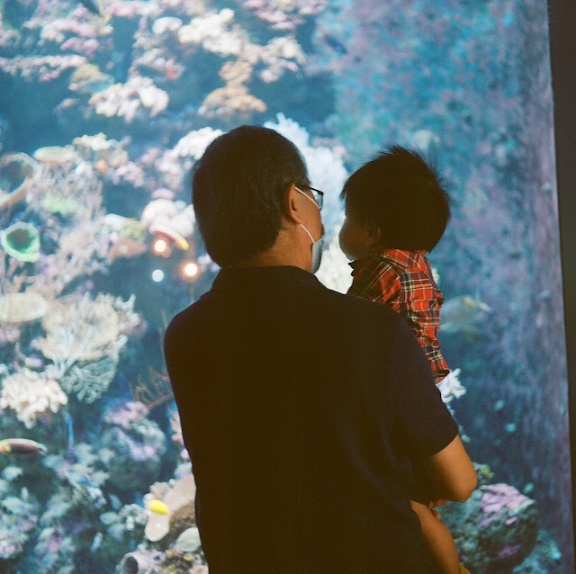 Bringing Babies; A review of S.E.A. Aquarium, Sentosa with Kids