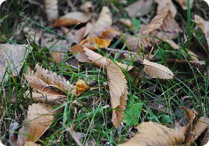DSC_0048 (2)