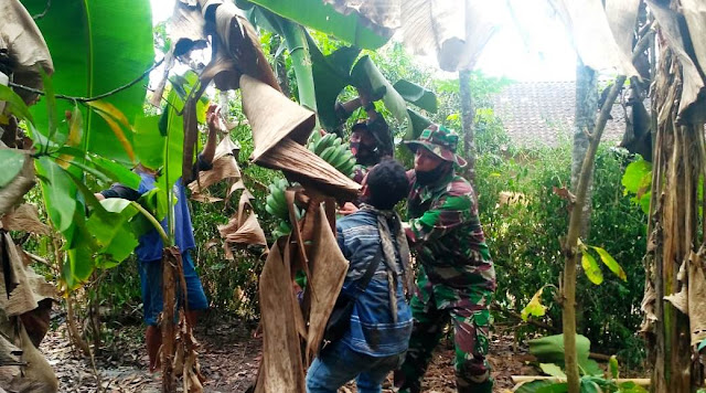 Sibuk Tugas TMMD, TNI Sempatkan  Bantu Tebang Pisang Warga