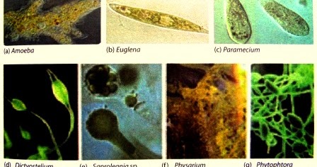 Ciri-ciri dan Kelompok Mahluk Hidup Mikroskopis Protista 