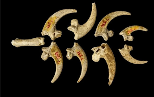 Модификации  когтей орлана-белохвоста возрастом 130 000 лет из места стоянки неандертальцев Крапина в Хорватии