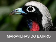 Maravilhas do bairro