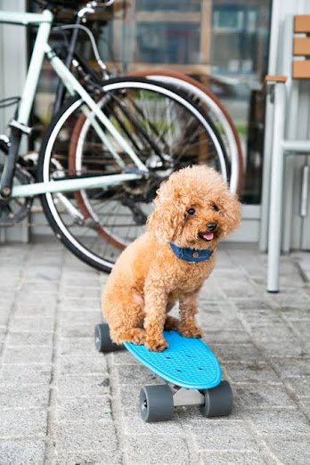 Poodle is the second among the smartest dog breeds in the world.