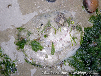 Saddle Windowpane Shell (Placuna ephippium)